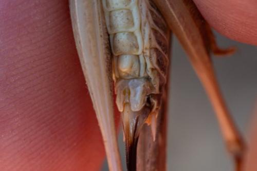 Réf. 334 780 : Platycleis affinis affinis